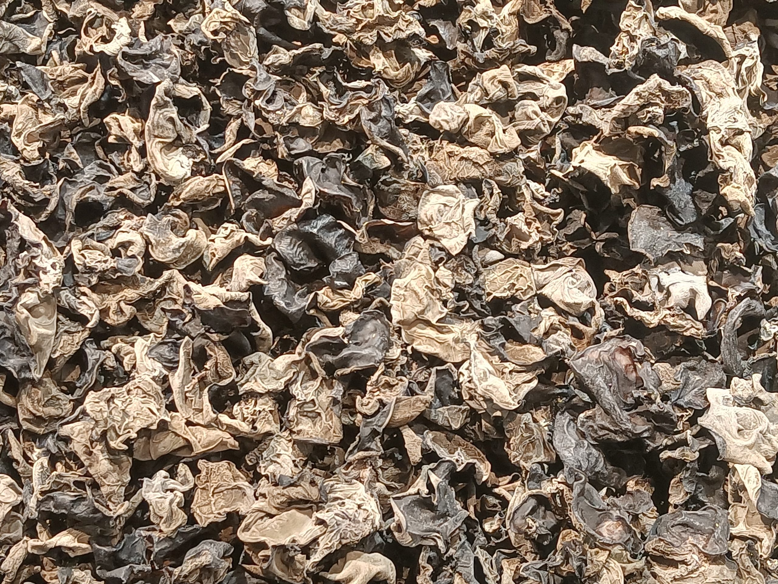 Champignons noirs 25 g