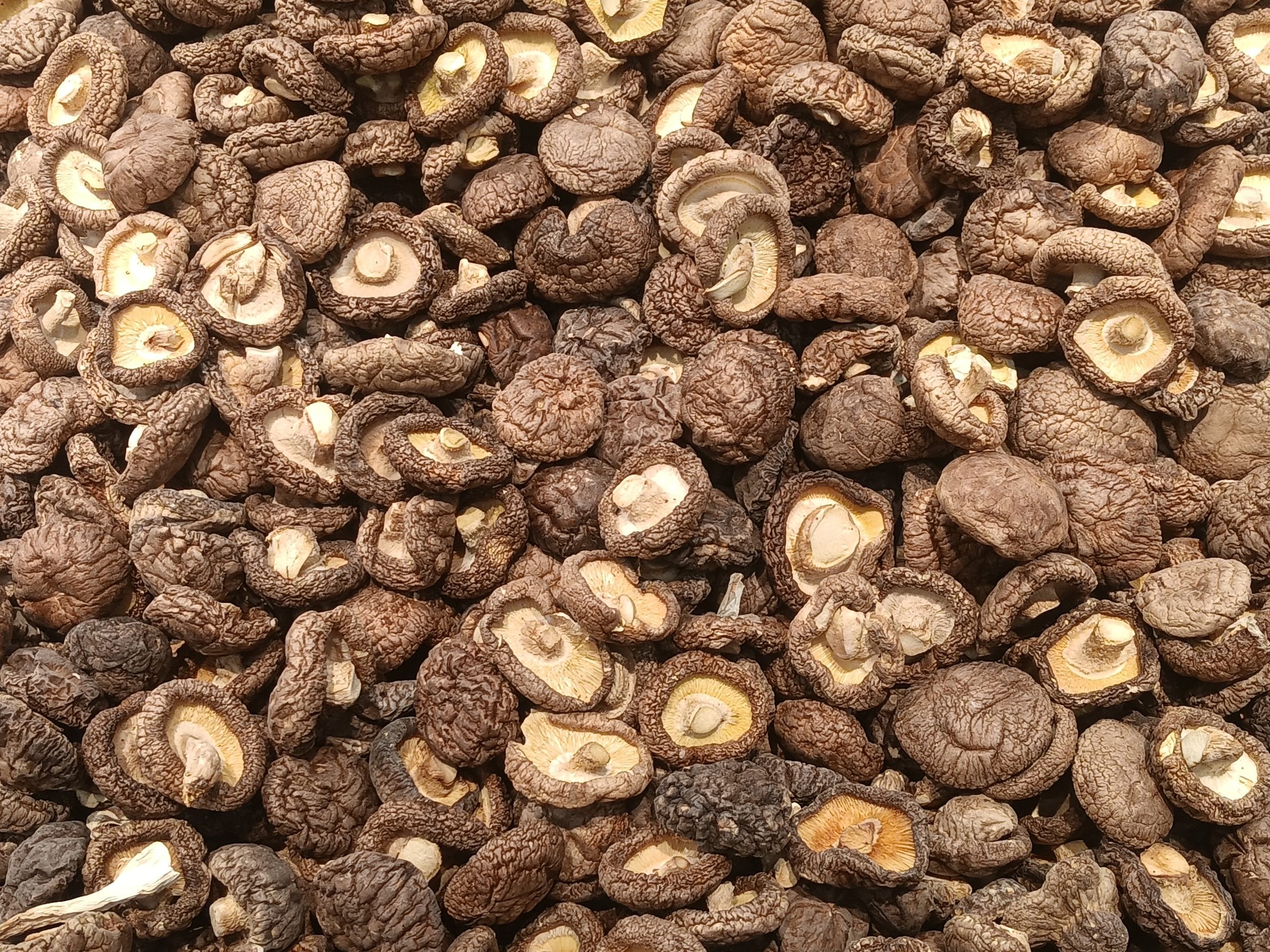Champignons shiitakés au kg