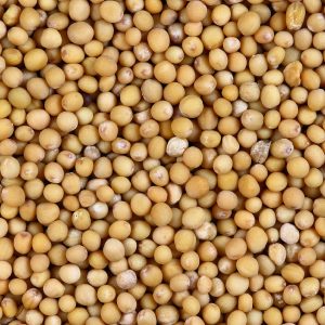 Graines de moutarde jaune Casa Natura 1 kg